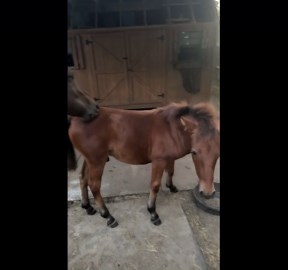 Horses Form Grooming Circle