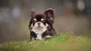brown chihuahua dog lying down on grass in the park