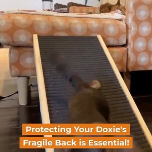 11K reactions · 3.2K shares | The #1 Vet-Recommended way to protect...