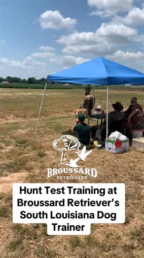 Every dog has potential — it just takes the right training to bring it out. At Broussard Retrievers, we turn good dogs into great hunting partners. From obedience and steadiness to marking and retrieving, our Gun Dog Program builds confidence and control that shows when the birds start falling. If you want your dog ready for the blind this season (and every season after), now’s the time to get them in training. 📍 Located in Arnaudville, Louisiana 📞 Call Ty Broussard – 337-397-6690 #BroussardRe