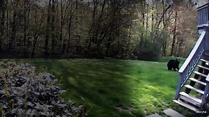 9.1K views · 11 reactions | This tiny dog "bear-ly" escaped a bear that tried to chase her in the backyard. | USA TODAY Video | Facebook