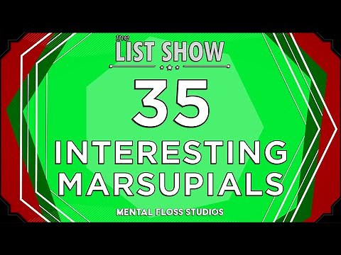 35 Adorable & Fascinating Marsupial Facts | Mental Floss