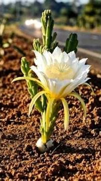 🐉🍈 Dragon Fruit Life Cycle in 30 Seconds | Nature Timelapse #lifecycle #plant #plantkingdom