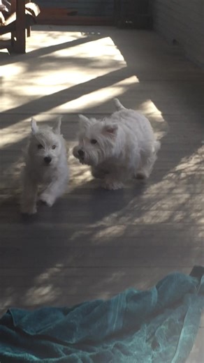 3.7K views · 1.3K reactions | There are always trigger words that make these two run — Walkies is at the top of the list! | The Piper Chronicles | Facebook