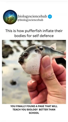 BIOLOGY UNIVERSE | Nature has its own superheroes, and the pufferfish is one of them 🐡 This fascinating marine creature uses one of the smartest survival... | Instagram