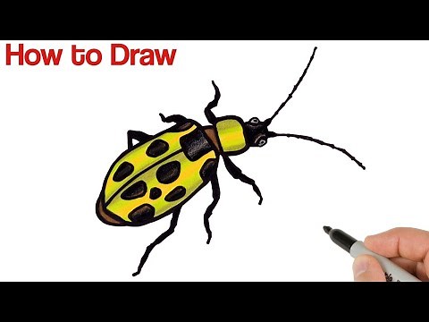 How to Draw a Beetle | Spotted cucumber beetle | Animals and Insects Drawings for beginners