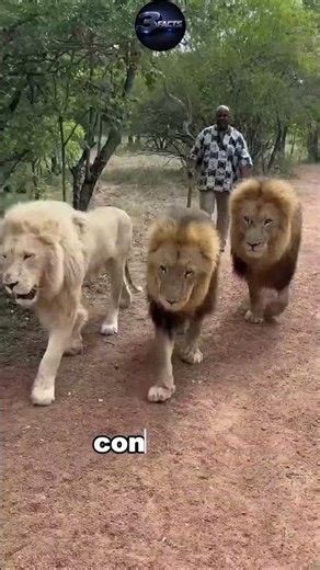 African Man Walking Three Lions Like Pets