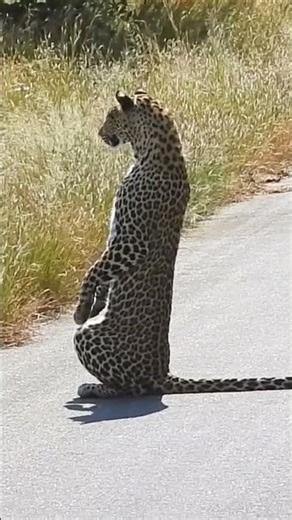 An incredibly rare but documented wildlife event