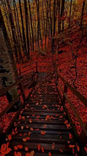 Peaceful Autumn 🍂 | Relaxing Fall Ambience with Orange Leaves