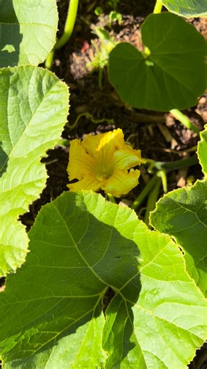 Hand pollinating for better fruit set 🍈💚 A simple trick that mimics what bees do naturally! #skplantsnursery #greenthumb #gardeningaustralia #backyardorchard #plantlover #australiangardening #gardening #australianplants #queenslandblue #pumpkin #handpollination | SK Plants Nursery