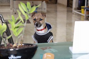 Why one Should Adopt an Indian Breed Dog? Find out the reasons