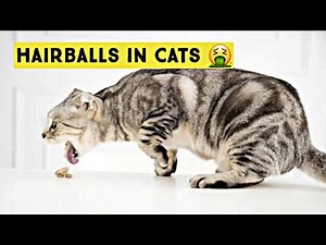 HAIRBALLS IN CATS | How to Treat Hairballs in Cats - Symptoms & Treatment