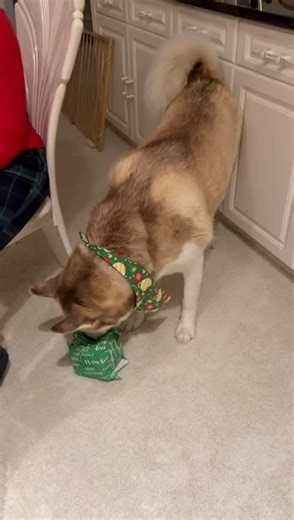 Nessy Moyo (@nessy.moyo)’s videos with original sound - Nessy Moyo