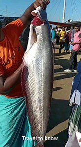 17K views · 40 reactions | A lot of varities of fish in a video. Wanna watch it. let's see #fish #fishing #bigfish #amazing | Travel To Know | Facebook