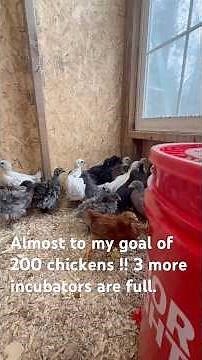 We are on our way ! Almost enough chickens and eggs to feed lots people ! #chicken #chickenlovers