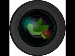 Allen BirdCam Live Stream