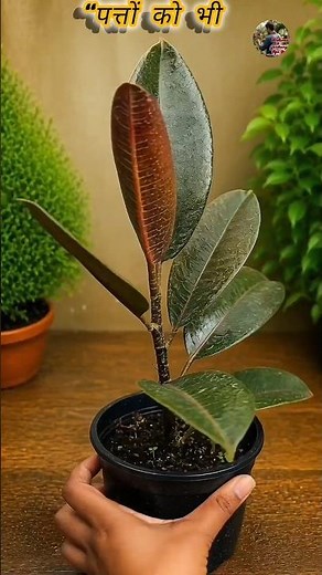 Growing Rubber Plant from Leaf 🌱 | Easy Rubber Plant Propagation & Care Guide #rubberplant#gardening
