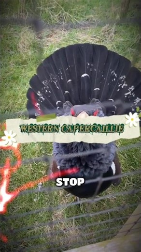 "EMANG IYA "Capercaillie" MIRIP AYAM"#shorts #hewanunikdanmenarik #fyp