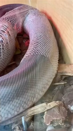 885K views · 4.1K reactions | A very beautiful and satisfying snake...