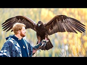Falconry: Reviewing ALL the Aquila eagles