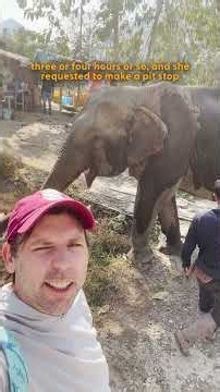 49-Year-Old Elephant Finally Walks Into Freedom | The Dodo