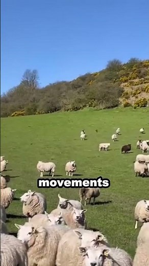 Border Collie shepherd dog leads sheep herd skillfully