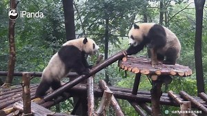 A panda a day, keeps the sorrow away. Panda men are from Mars and panda ladies are from Venus. That's why the wedded couples are always quarreling. | iPanda