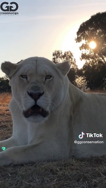 Understanding Lion Behavior: What Ears Back Means in the Lion World