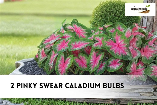 2 Pinky Swear Caladium Bulbs | Caladium Bicolor Pink Foliage Elephant Ear Plant, Tropical Shade Garden Perennial - Etsy