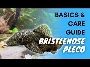 Bristlenose Pleco: Basics And Care Guide