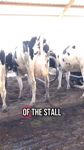 45K views · 387 reactions | Free stalls might not look cozy by human standards, but they’re designed specifically for cow comfort and cleanliness. Having a clean, dry, and comfortable spot to lie down makes a huge difference for a cow’s health and happiness! #clean #dry #comfy #dairy #cows #beds #free #freestall #cowcomfort #hygiene #dairydoc #dairykind | Dairy Doc | Facebook