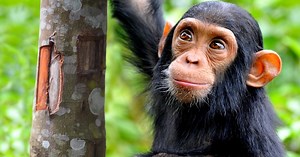 What are Animals Saying? Preview