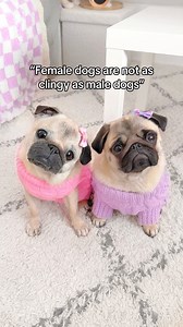 125K views · 10K reactions | Stage 5 clingers 勺 #pug #dog #dogsofinstagram #pugsofinstagram #WeeklyFluff | Loulou the pug | Facebook