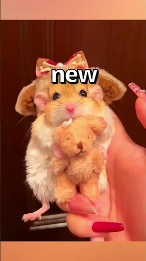 HOW WOULD YOU Rate this HAMSTER 🤣 | Wholesome Moments