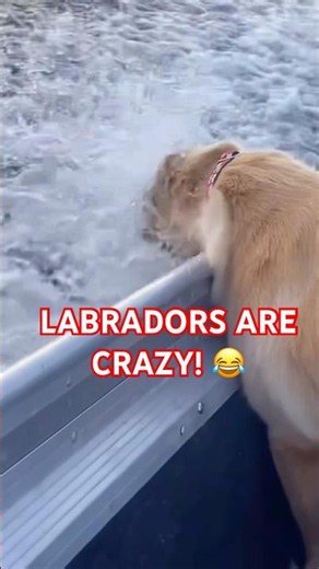 These Labradors Are Pure Comedy! 🤣