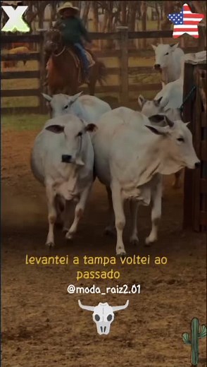 poeira da estrada -#daniel #danielcantor #poeiradaestrada #modao #boiada #nelore #modaobruto #sertanejoraiz #violacaipira #statuscaipira #modaosofrido