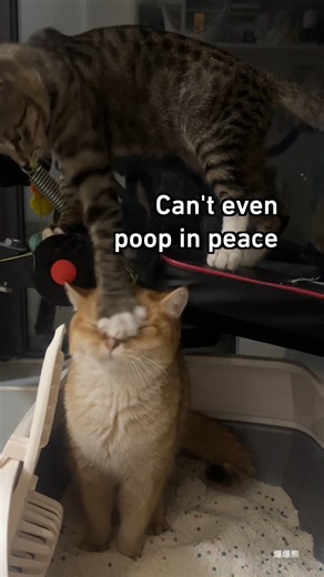 Bro said 😗🙂😗🙂 #cat #9gag | 9GAG