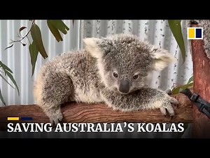 After bushfire crisis, Australia’s koalas fight to survive