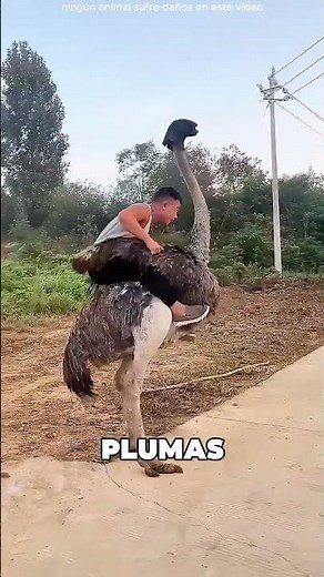 This Guy Rode His Ostrich 🤯❤️