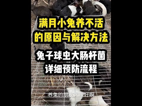 小兔球虫大肠杆菌预防 #科学养兔 #养兔技术 #养兔三分靠管理七分靠技术 #小兔球虫预防 #养兔技术经验分享