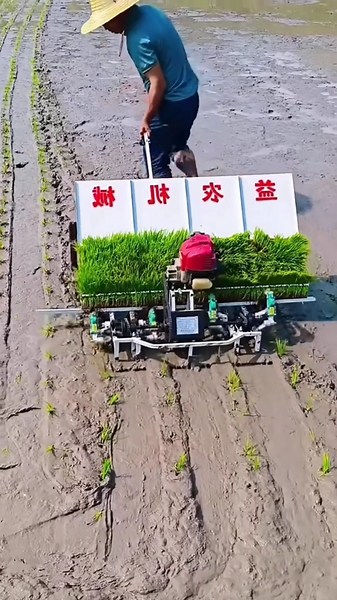 This Rice Farming Method Increases Harvest by 30% Without Plowing