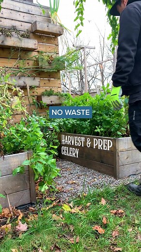 Preserving Celery: 3 Ways to Make the Most of Your Harvest