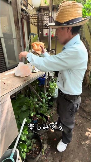 びわの摘果作業、いくつ残す？？ #家庭菜園 #びわ #農業