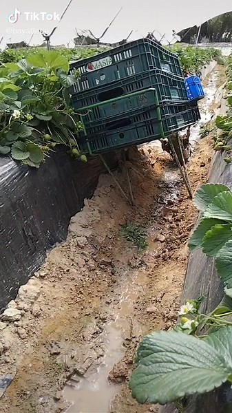 Hayat Lepe on TikTok