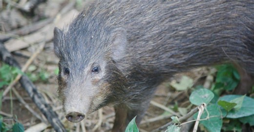 The 10 States with the Worst Feral Hog Problem