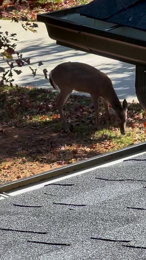 7.6K views · 80 reactions | TJ’s Nature Show 歷 Now available on the...