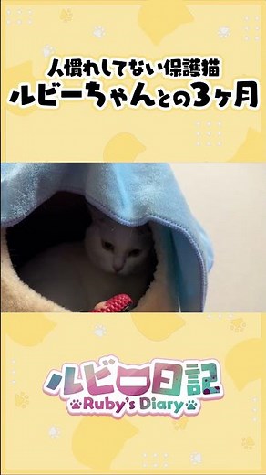 坂上どうぶつ王国観てくれてありがとう! 240209 #かわなみchoy? #保護猫 #坂上どうぶつ王国