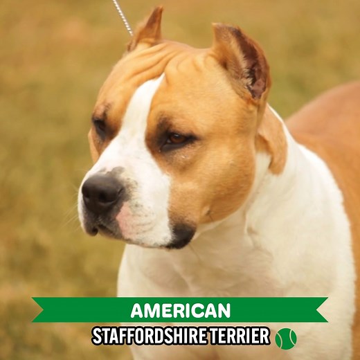 Breed Review: American Staffordshire Terrier | Dogumentary TV