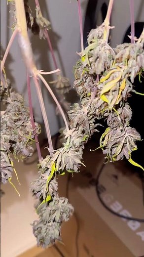 LSD-25 🔮 harvest 💜 #harvest #garden