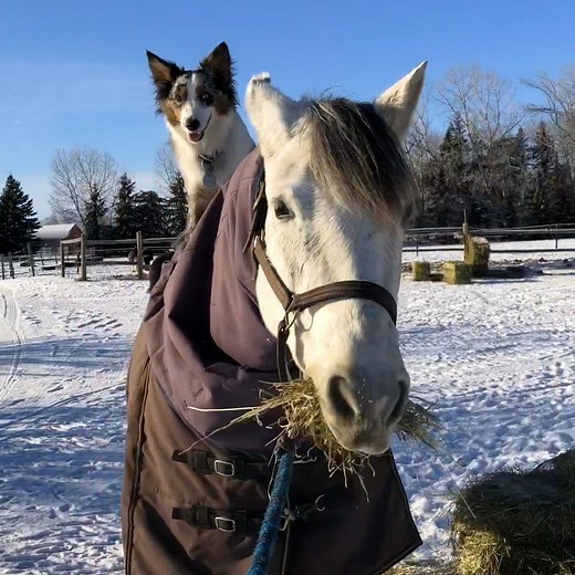 8M views · 203K reactions | This dog decided to start riding his horse best friend when he was a puppy  | The Dodo | Facebook